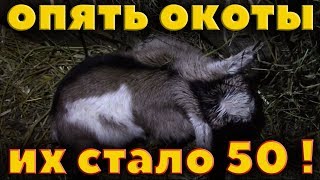 Снова окоты, тяжелые роды, стадо растет!