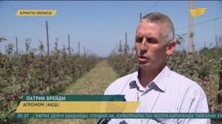 Алматының бағбандары алма өсірудің интенсивті әдісін меңгеріп келеді