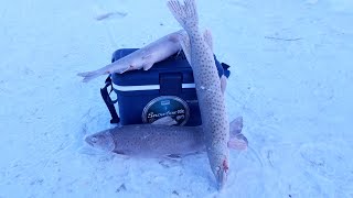 Зимняя рыбалка 2019!!!На Амуре, лютый мороз, щука - гигант, зачетный ленок, тест термоящика!!!