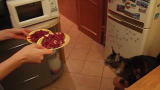 Мейн куны ждут мясо!