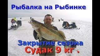 Рыбалка на Рыбинском водохранилище . Судак 9 кг .