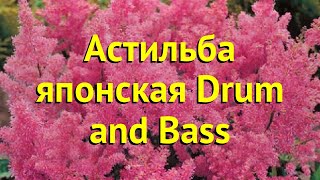 Астильба японская Дрим анд Басс. Краткий обзор, описание astilbe japonica Drum and Bass