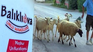 Деревенский зоо-ресторан :) Отдых на море и умилительные впечатления. BALIKLIOVA. İZMİR. TURKEY.