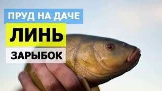 Запускаем линя в пруд на участке! Копанка, пруд без пленки.