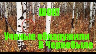 То, что ученые обнаружили в чернобыльском лесу, шокировало весь мир!!!