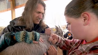 Vaccinating, Trimming and Snuggling Goat Kids