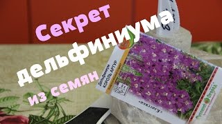 Секрет успеха дельфиниума из семян.