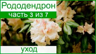 Уход за рододендроном: подкормка и обрезка, болезни и вредители