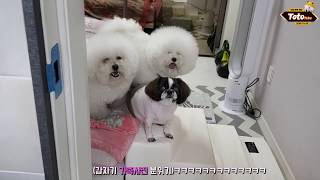 주인이 숨어서 안보일때 귀여운 강아지 반응ㅋ seek and hide with a dog(ENG SUB)