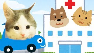 子猫ちゃん、動物病院でワクチンしました