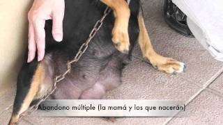 LLEGADA DE ANIIMALES AL ALBERGUE DE BAÑADEROS