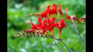 Storing Crocosmia Bulbs
