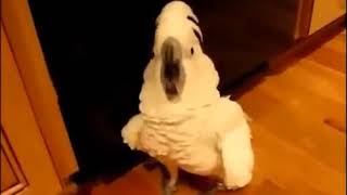 ПОПуГай быкует и ругается на хозяина 2018