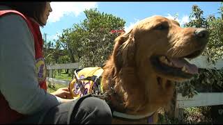 PERROS GUIAS