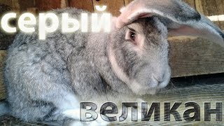 Лучшие большие породы кроликов: Серый Великан.