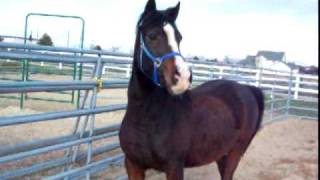 Arabian Mare & Australian Shepherd
