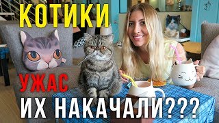 Кошачье кафе на Пхукет - Сонные Наркоманы!? Жалко Котиков, ЧТО с ними?