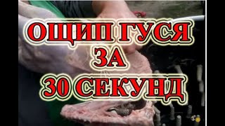Ощипывание  гуся за 30 секунд