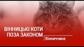 ВІННИЦЬКІ КОТИ ПОЗА ЗАКОНОМ
