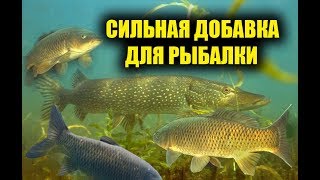 БЕТАИН ДЛЯ БЕШЕНОГО КЛЁВА В ДЕЙСТВИИ! Реакция рыбы на бетаин, подводная съемка на рыбалке