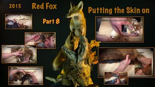 Step 8 ~ Red Fox ~  Putting the Skin On