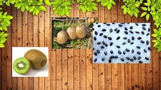 Як виростити ківі з насіння