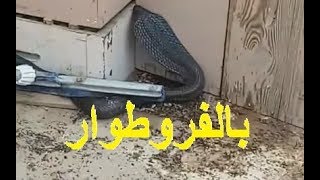 شاهد كيف تم اصطياد كوبرا في ولاية المسيلة الجزائر