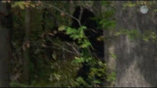 BIKER RIDER'S SHOCKING BIGFOOT ENCOUNTER CAUGHT ON VIDEO