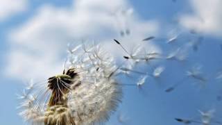 Reproduccion en plantas - Sexual y Asexual
