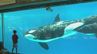 Adiós al show de orcas en Seaworld