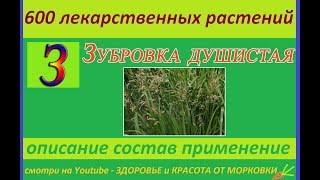 зубровка душистая 600 лекарственных растений