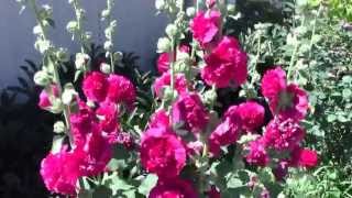 Мальва Махровая Mallow 錦葵