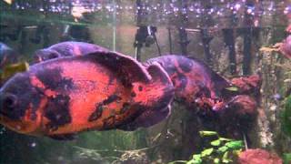 A table!!!osteoglossum oscar Astronotus ocellatus silure grenouille Clarias batrachus arwana
