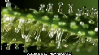 Lijek za rak - Zadivljujuća moć kanabinoida!