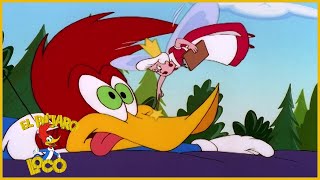 El Pajaro Loco en Español | 1 Hora de Compilación | Dibujos Animados en Español