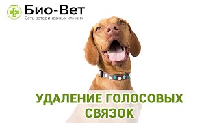 Удаление голосовых связок. Ветеринарная клиника Био-Вет.