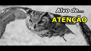 Sonhar Com Coruja Branca, Voando, O Que Significa?