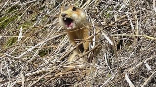 Суслик кричит. ( Spermophilus major )