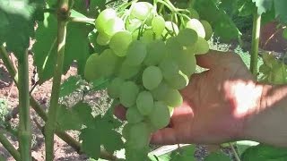 Виноград Зарница белый виноград
