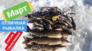 Окунь на мормышку. Щука на жерлицу. Зимняя рыбалка в марте . ХМАО-Югра Белоярский. озеро Горбатое.
