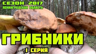 Грибники (Грибы Ленинградской Области 2017, Приозерский район) 1 серия
