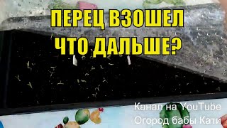 Перец взошел за неделю, как не погубить всходы! Правильный уход за рассадой перца!