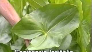 common arrowhead / broadleaf arrowhead (Sagittaria latifolia)