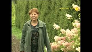 В Сибири растут и гортензии, и розы, и актинидия