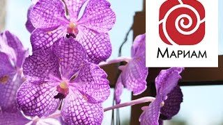Медитация - Цветок здоровья