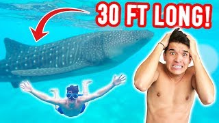 SWAM WITH A 30 FT LONG SHARK! *SCARY*