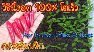 วิธีเพาะต้นพริก จากเมล็ดสด งอกทุกเม็ด โตเร็ว 100% (How To Grow Chillies At Home)