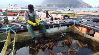 한국기행 - Korea travel_흑산도와 자산어보 3부 검은 섬과 붉은 섬_#001