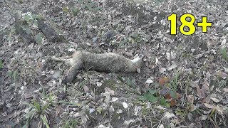 МЕРТВЫЙ ВОЛК в лесу (18+). Слабонервным НЕ смотреть!
