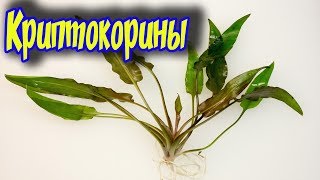 Криптокорина содержание и уход в аквариуме, условные виды! Размножение и категории Cryptocoryne!
